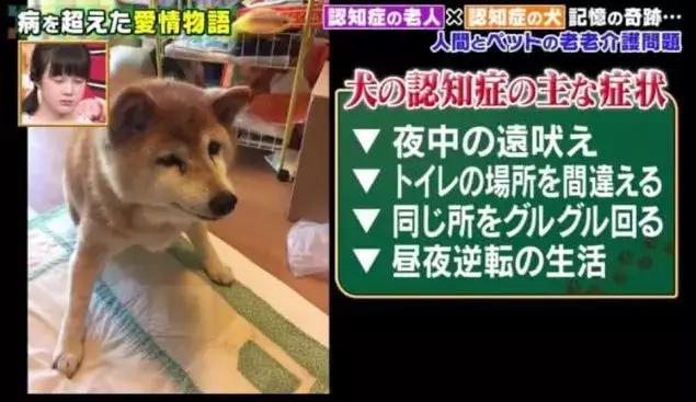 愛的奇迹！日本「81歲奶奶和柴犬」相繼患老年痴 呆　被迫分開「2年後再重逢」畫面逼哭所有人