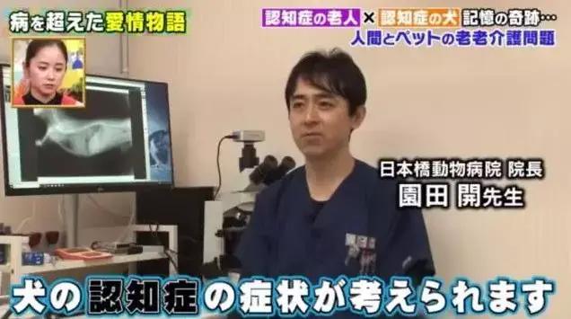 愛的奇迹！日本「81歲奶奶和柴犬」相繼患老年痴 呆　被迫分開「2年後再重逢」畫面逼哭所有人