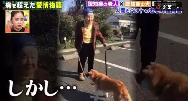 愛的奇迹！日本「81歲奶奶和柴犬」相繼患老年痴 呆　被迫分開「2年後再重逢」畫面逼哭所有人