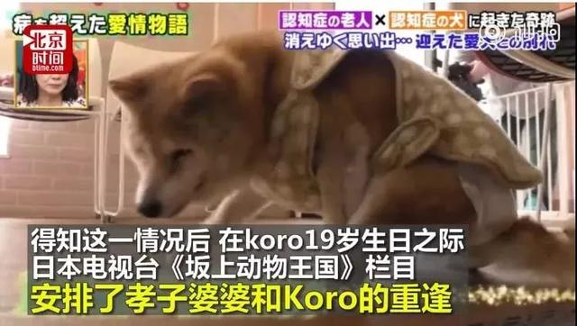 愛的奇迹！日本「81歲奶奶和柴犬」相繼患老年痴 呆　被迫分開「2年後再重逢」畫面逼哭所有人