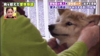 愛的奇迹！日本「81歲奶奶和柴犬」相繼患老年痴 呆　被迫分開「2年後再重逢」畫面逼哭所有人