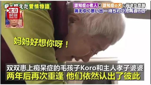 愛的奇迹！日本「81歲奶奶和柴犬」相繼患老年痴 呆　被迫分開「2年後再重逢」畫面逼哭所有人