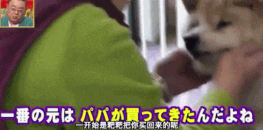 愛的奇迹！日本「81歲奶奶和柴犬」相繼患老年痴 呆　被迫分開「2年後再重逢」畫面逼哭所有人