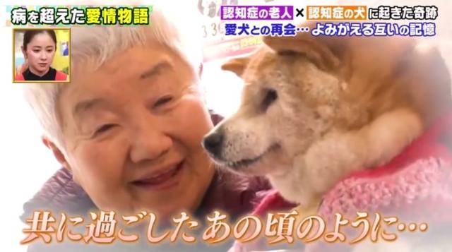 愛的奇迹！日本「81歲奶奶和柴犬」相繼患老年痴 呆　被迫分開「2年後再重逢」畫面逼哭所有人