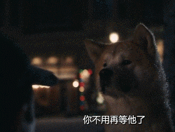 愛的奇迹！日本「81歲奶奶和柴犬」相繼患老年痴 呆　被迫分開「2年後再重逢」畫面逼哭所有人