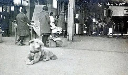 愛的奇迹！日本「81歲奶奶和柴犬」相繼患老年痴 呆　被迫分開「2年後再重逢」畫面逼哭所有人