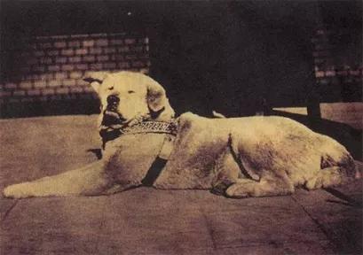 愛的奇迹！日本「81歲奶奶和柴犬」相繼患老年痴 呆　被迫分開「2年後再重逢」畫面逼哭所有人