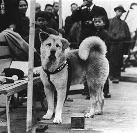 愛的奇迹！日本「81歲奶奶和柴犬」相繼患老年痴 呆　被迫分開「2年後再重逢」畫面逼哭所有人
