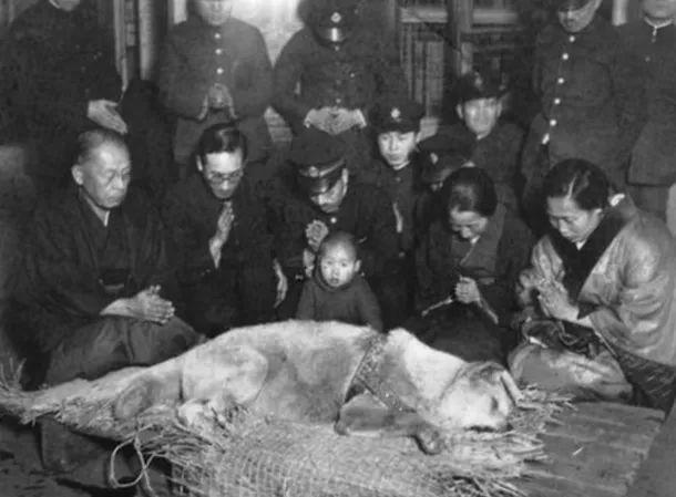 愛的奇迹！日本「81歲奶奶和柴犬」相繼患老年痴 呆　被迫分開「2年後再重逢」畫面逼哭所有人