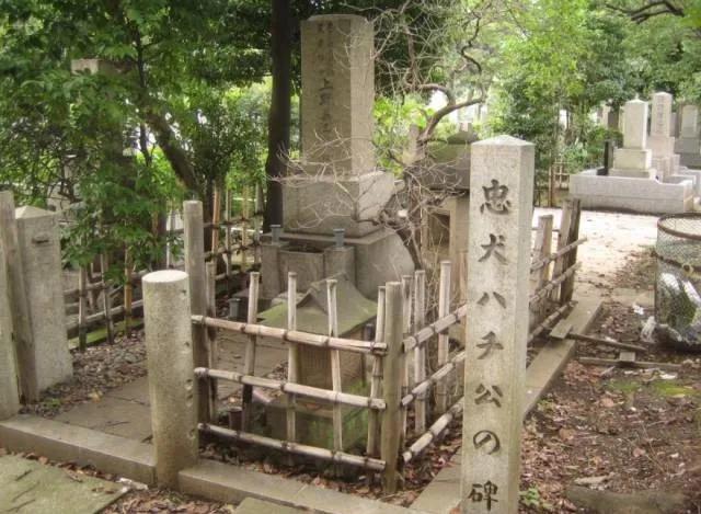 愛的奇迹！日本「81歲奶奶和柴犬」相繼患老年痴 呆　被迫分開「2年後再重逢」畫面逼哭所有人