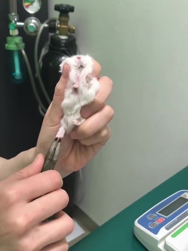 鼠寶「初次剪指甲」好茫然～白麻糬擠出「呆萌表情包」：嗚嗚好了沒...