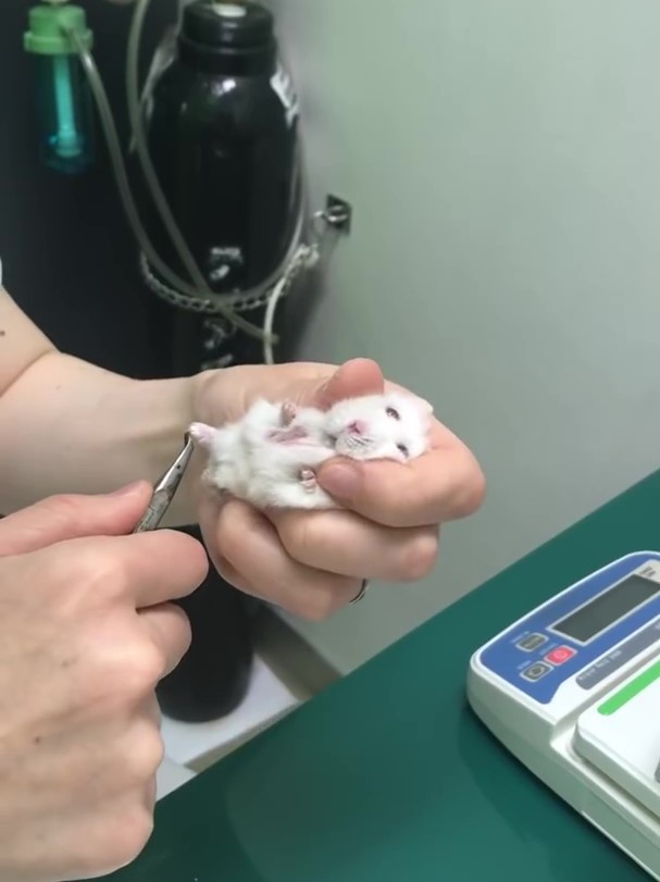 鼠寶「初次剪指甲」好茫然～白麻糬擠出「呆萌表情包」：嗚嗚好了沒...