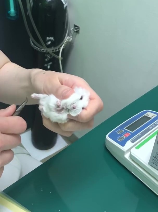 鼠寶「初次剪指甲」好茫然～白麻糬擠出「呆萌表情包」：嗚嗚好了沒...