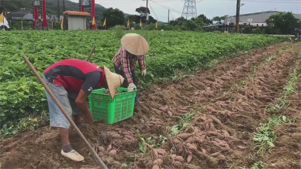 農民怎麼活？地瓜大豐收「卻笑不出來」：賣越多賠越多　忍痛棄收「早向政府反應了」卻欲哭無淚