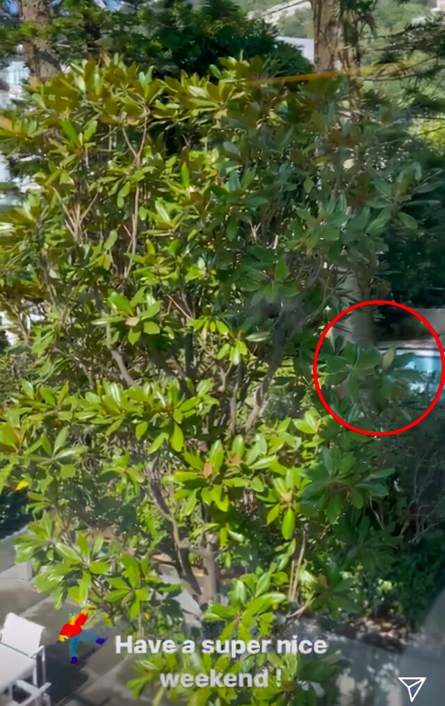 劉嘉玲罕見曝光「香港3億豪宅」！庭院綠蔭環繞大似園林　角落池塘「養錦鯉擺心形石頭」浪漫又獨特
