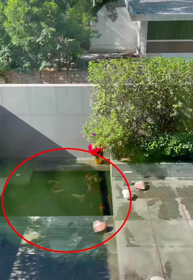 劉嘉玲罕見曝光「香港3億豪宅」！庭院綠蔭環繞大似園林　角落池塘「養錦鯉擺心形石頭」浪漫又獨特