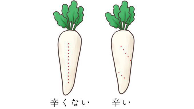 白蘿蔔怎麼選？內行人曝「看表皮凹洞」才不會又辣又苦　「分部位料理」完全不浪費