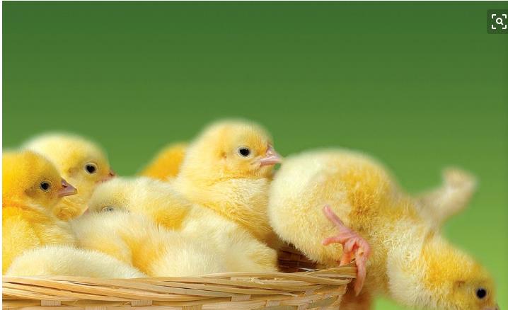 不同月不同命!生肖雞「命最好」的出生月份 「你家有屬雞人嗎」再窮也會變富