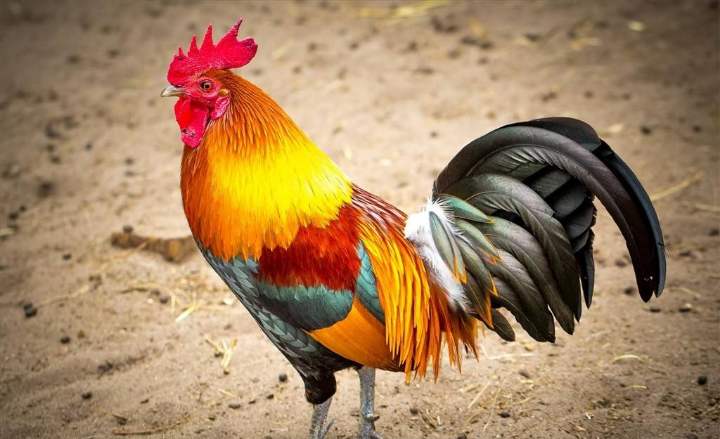 不同月不同命!生肖雞「命最好」的出生月份 「你家有屬雞人嗎」再窮也會變富