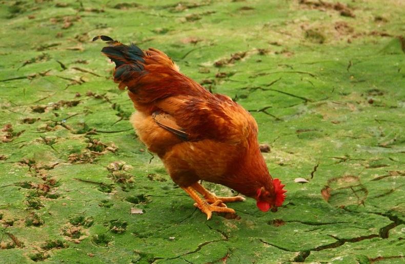 不同月不同命!生肖雞「命最好」的出生月份 「你家有屬雞人嗎」再窮也會變富