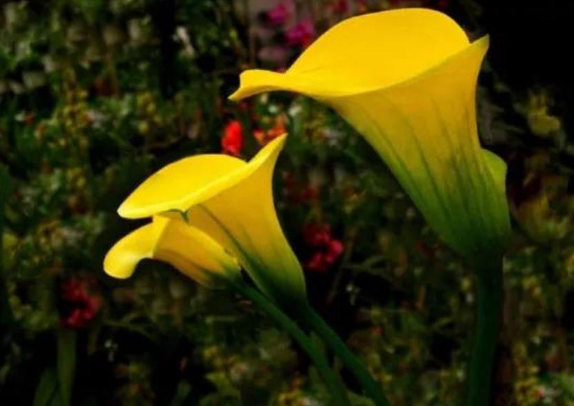  不用怕老的生肖女！越老越漂亮「受眾人疼愛擁護」　老公疼愛子女孝順「越老還越有錢」