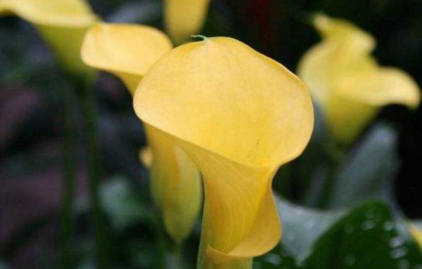  不用怕老的生肖女！越老越漂亮「受眾人疼愛擁護」　老公疼愛子女孝順「越老還越有錢」