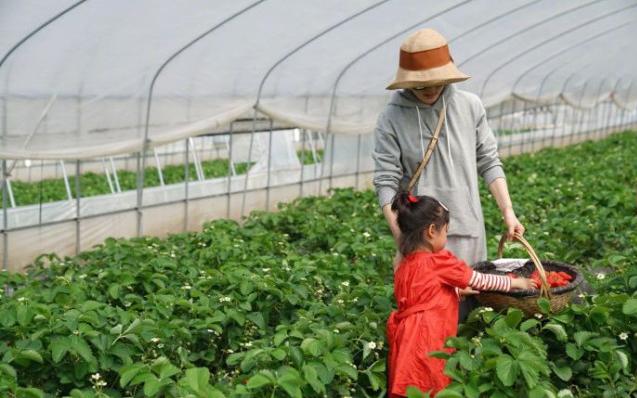 罕曬全家福！孫儷兒子暴風抽高「只矮媽媽一顆頭」　帶兒女下鄉採草莓「素顏超親民」