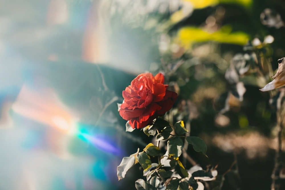 十二星座中最會「扮豬吃老虎」的3大星座！表面佛系實則超有野心　雙魚座「只有戀愛腦」都是假象