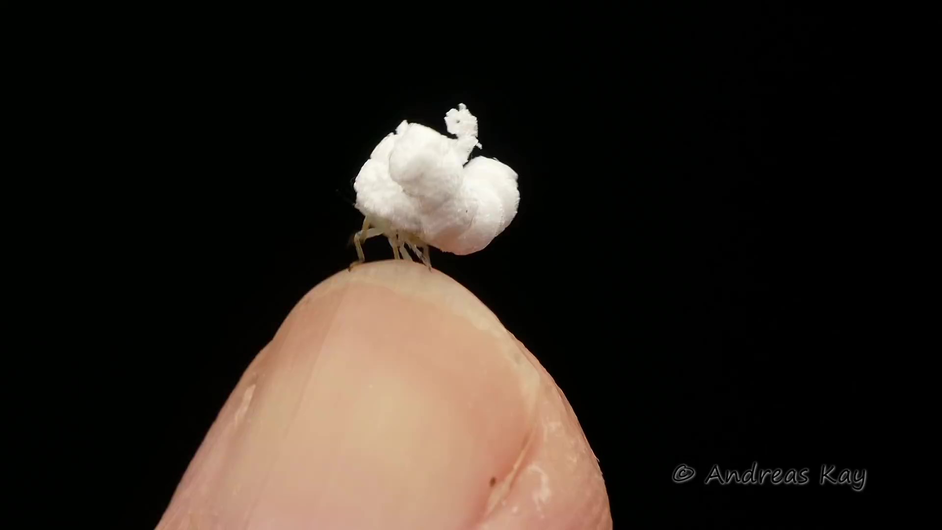 發現「爆米花」居然會長腳？「輕盈跳動趴趴走」網萌翻：這顆是原味的～