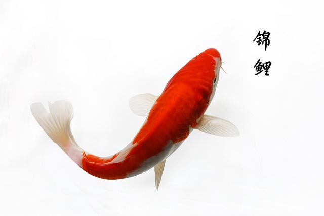 超容易被「錦鯉」附體的3大星座！2021年旺人又旺己　金牛座簡直「傻人有傻福」運氣好到爆