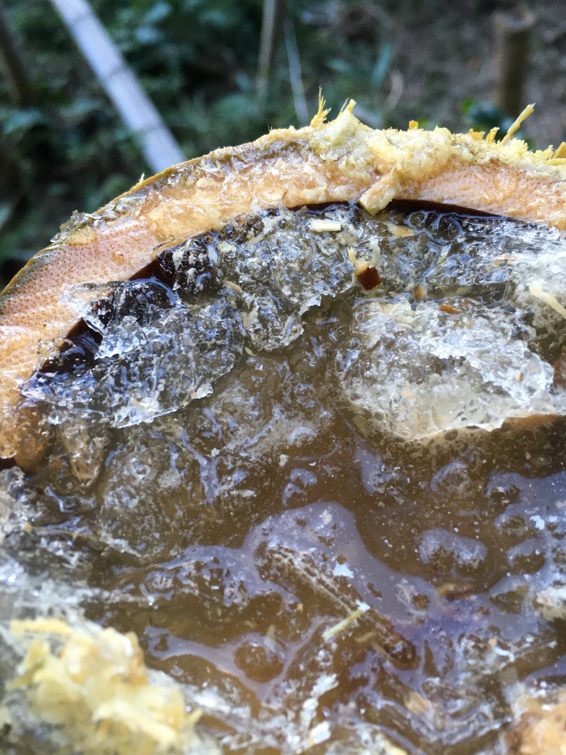 大自然的禮物！砍斷後院竹子「聞到一陣香醇酒味」　竹筒內「盛滿純天然甜酒冰沙」：超罕見現象