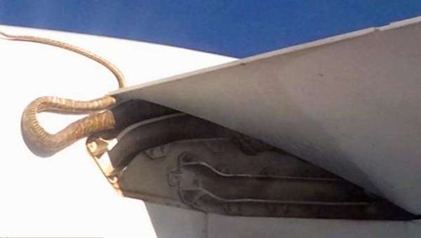 飛在1萬英尺高空！女乘客拿手機拍攝窗外風景　意外錄下「驚險一幕」放大一看全身雞皮疙瘩！ 