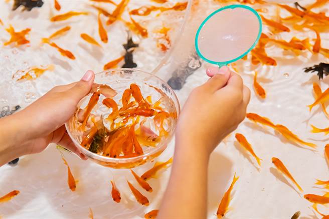一養就是40年！夜市金魚「撈回家直接丟池塘」自己默默長大　小魚苗變成「世界紀錄級巨獸」網傻：暴鯉龍？