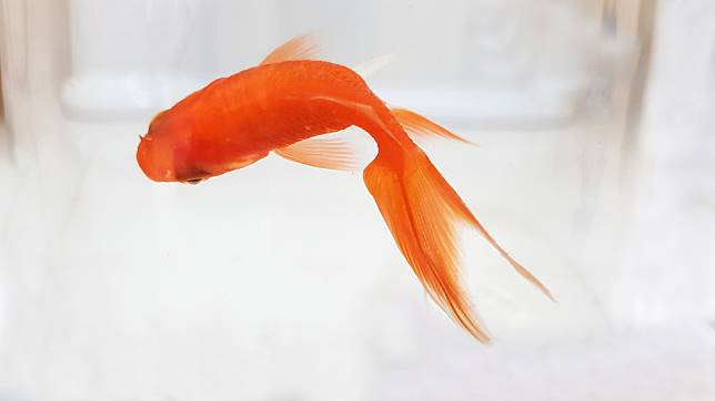 一養就是40年！夜市金魚「撈回家直接丟池塘」自己默默長大　小魚苗變成「世界紀錄級巨獸」網傻：暴鯉龍？
