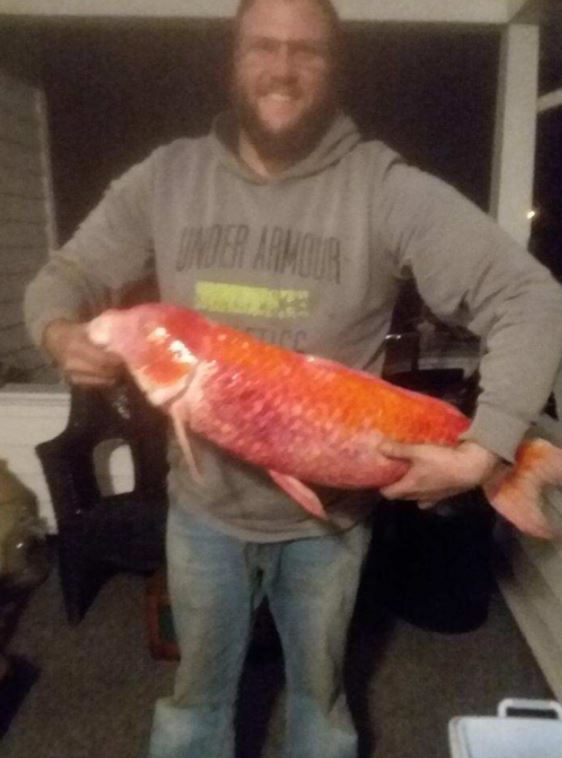 一養就是40年！夜市金魚「撈回家直接丟池塘」自己默默長大　小魚苗變成「世界紀錄級巨獸」網傻：暴鯉龍？