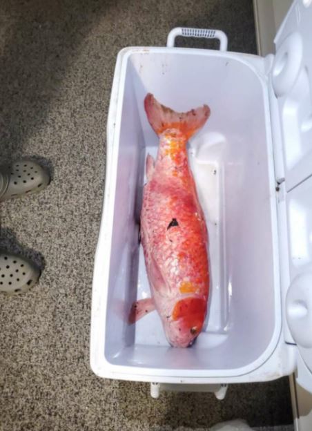 一養就是40年！夜市金魚「撈回家直接丟池塘」自己默默長大　小魚苗變成「世界紀錄級巨獸」網傻：暴鯉龍？