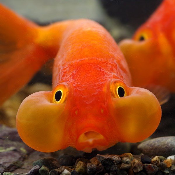 一養就是40年！夜市金魚「撈回家直接丟池塘」自己默默長大　小魚苗變成「世界紀錄級巨獸」網傻：暴鯉龍？