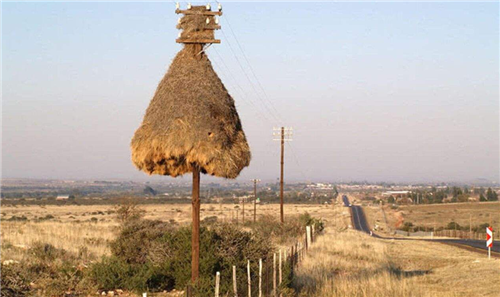 全球最大鳥巢！重達2000斤「卻無人掏鳥蛋」　內部被打開「當地人臉色突變」：你看裡面住的誰