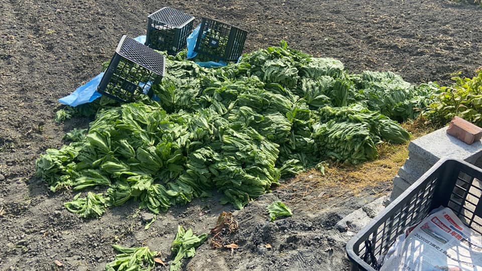 每天報廢1000箱！盤商買走後「下秒就倒進田裡」　菜農委屈坦言「價格不錯也沒用」：苦只能往肚裡吞