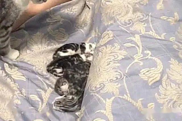 差點出大事！男子睡到一半「正要翻身」卻感覺哪裡不對　 瞟了一眼被子「不敢動了」 