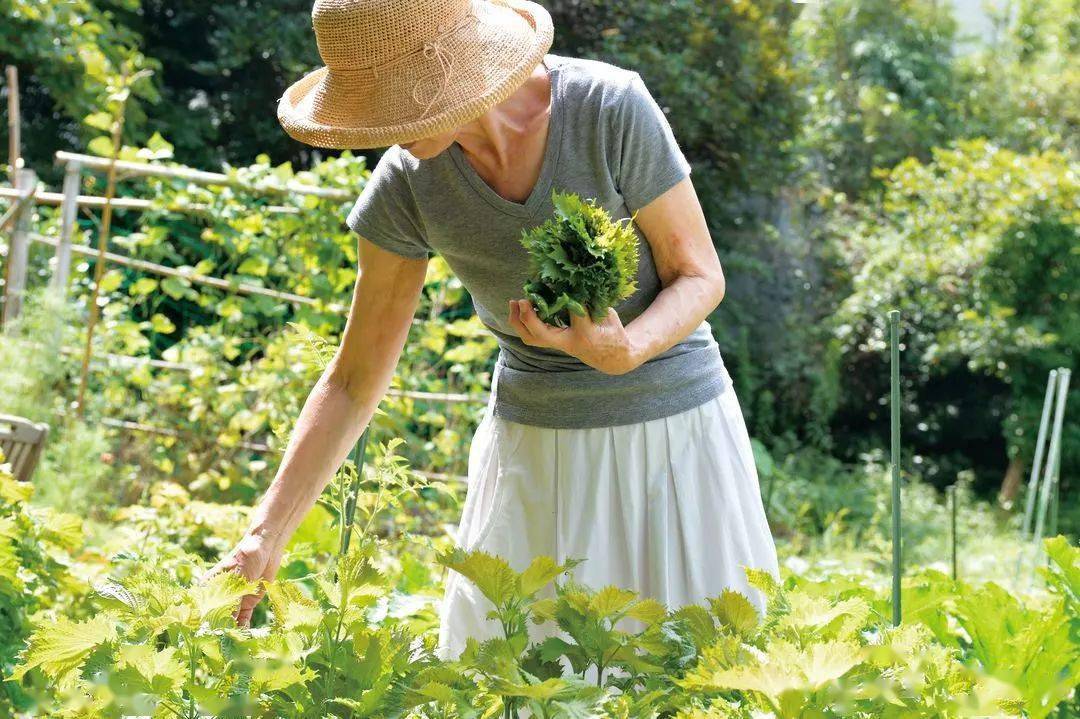 何懼變老！日本74歲主婦「5點起床做飯」與老公分床睡　生活曝光「卻被10萬人大呼羨慕」：神仙生活