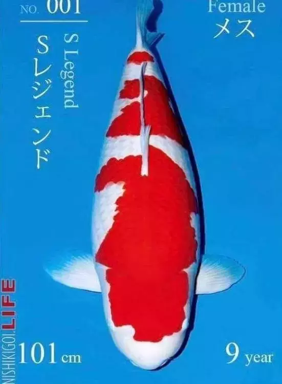 富商父親欠2億巨債！學霸女中途「輟學回台養魚」替父還債　「一條魚賣6514萬」橫掃歐美市場