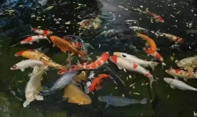 富商父親欠2億巨債！學霸女中途「輟學回台養魚」替父還債　「一條魚賣6514萬」橫掃歐美市場