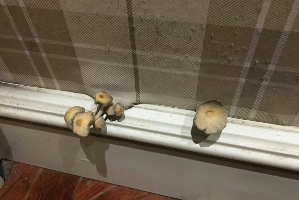 600萬剛買的新房！女業主發現「牆角長蘑菇」動手直接拔掉　幾天後再看全身雞皮疙瘩：有不好的東西
