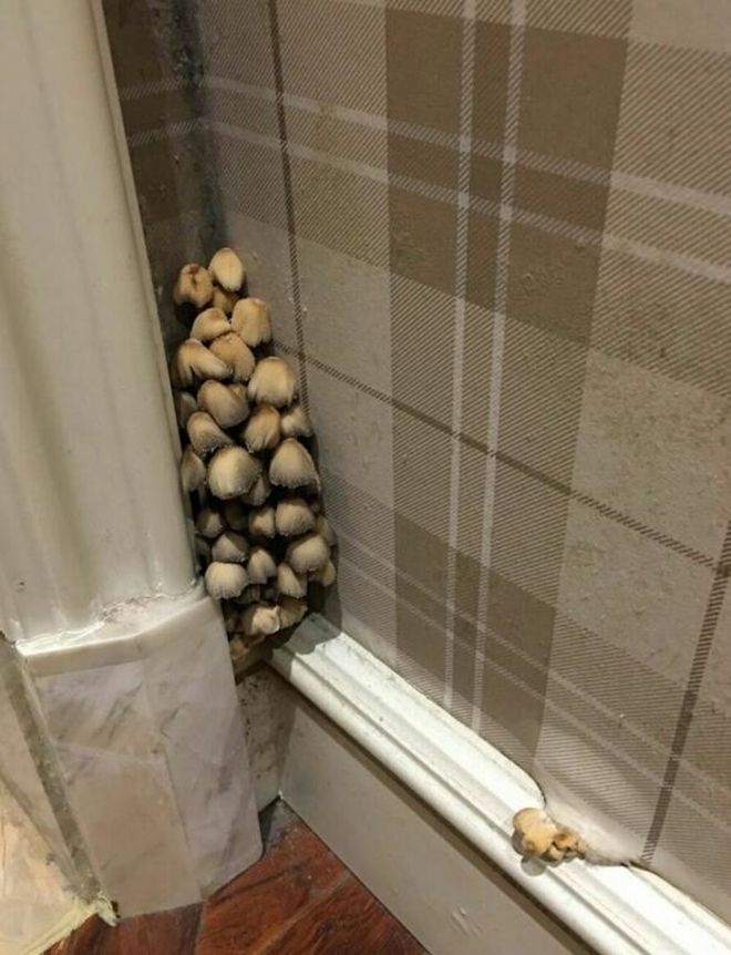 600萬剛買的新房！女業主發現「牆角長蘑菇」動手直接拔掉　幾天後再看全身雞皮疙瘩：有不好的東西