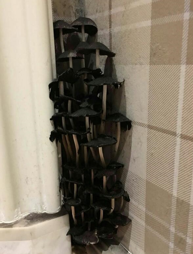 600萬剛買的新房！女業主發現「牆角長蘑菇」動手直接拔掉　幾天後再看全身雞皮疙瘩：有不好的東西