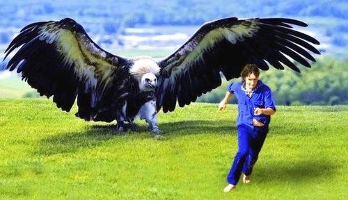世界上最大的老鷹！身高超２公尺「雙翼如飛機」　能一口吞下「獅子&老虎」至今沒發現天敵