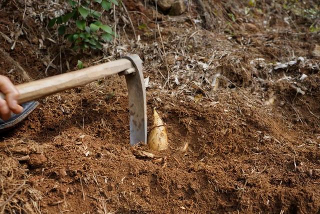 被遺忘的村落！她來到「擁有600年歷史古村」打造鄉間民宿　與大自然結合「每天一打開窗」美到像仙境