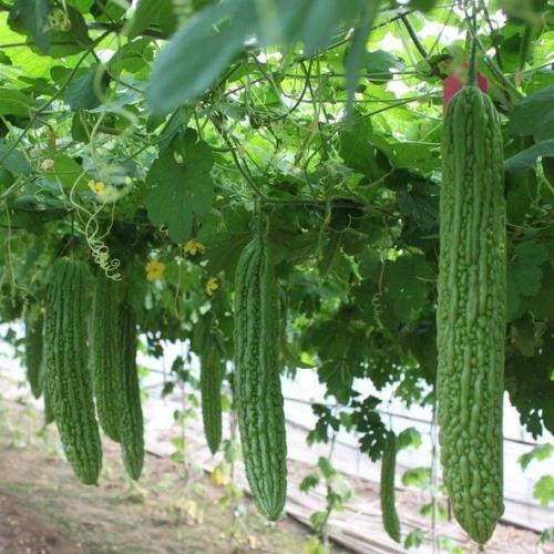 村裡人看不懂！菜農「給苦瓜套玻璃瓶」遭嘲笑傻　數月後賣出「價格翻10倍」被紛紛效仿