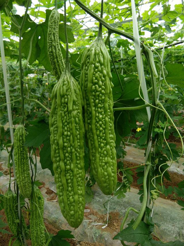 村裡人看不懂！菜農「給苦瓜套玻璃瓶」遭嘲笑傻　數月後賣出「價格翻10倍」被紛紛效仿